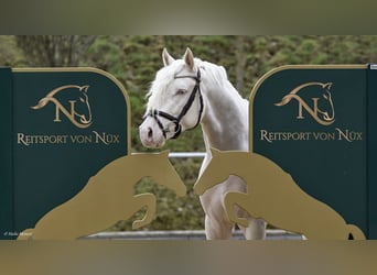 Kleines Deutsches Reitpferd, Hengst, 7 Jahre, 156 cm, Cremello