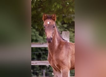 Kleines Deutsches Reitpferd, Hengst, , 159 cm, Schwarzbrauner