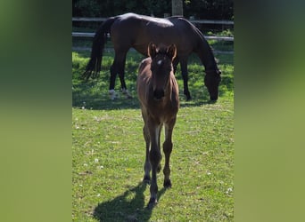 Kleines Deutsches Reitpferd, Hengst, , 159 cm, Schwarzbrauner