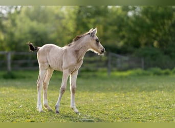 Kleines Deutsches Reitpferd, Hengst, Fohlen (04/2026), 165 cm, Buckskin
