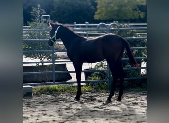 Kleines Deutsches Reitpferd, Hengst, Fohlen (03/2025), 165 cm, Schwarzbrauner