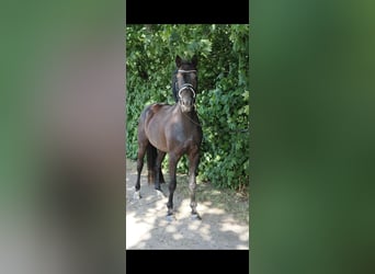 Kleines Deutsches Reitpferd, Hengst, Fohlen (06/2026), Brauner