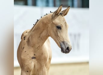 Kleines Deutsches Reitpferd, Hengst, Fohlen (05/2024), Buckskin