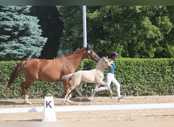 Kleines Deutsches Reitpferd, Hengst, Fohlen (05/2025), Falbe