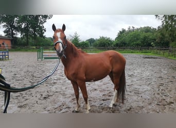 Kleines Deutsches Reitpferd Mix, Stute, 10 Jahre, 150 cm, Fuchs