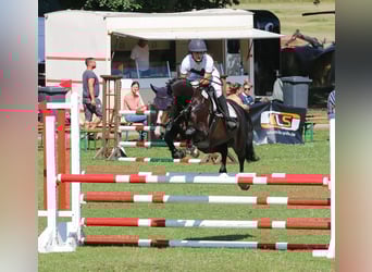 Kleines Deutsches Reitpferd, Stute, 10 Jahre, 162 cm, Dunkelbrauner