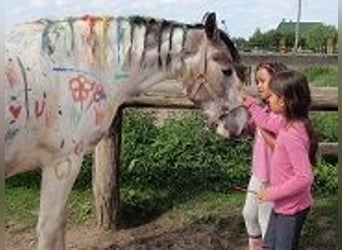 Kleines Deutsches Reitpferd, Stute, 12 Jahre