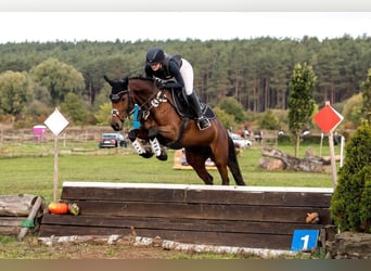 Kleines Deutsches Reitpferd, Stute, 13 Jahre, 151 cm, Brauner