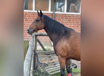 Kleines Deutsches Reitpferd, Stute, 13 Jahre, 152 cm, Brauner