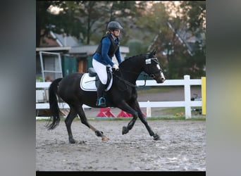 Kleines Deutsches Reitpferd, Stute, 13 Jahre, 154 cm, Dunkelbrauner