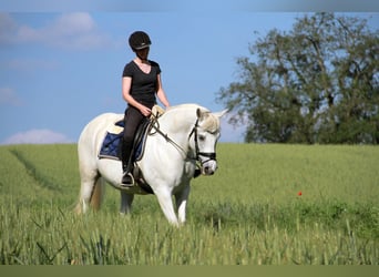 Kleines Deutsches Reitpferd Mix, Stute, 15 Jahre, 152 cm, Schimmel