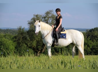 Kleines Deutsches Reitpferd Mix, Stute, 15 Jahre, 152 cm, Schimmel