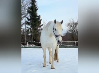 Kleines Deutsches Reitpferd Mix, Stute, 15 Jahre, 152 cm, Schimmel