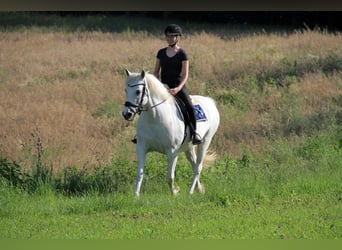 Kleines Deutsches Reitpferd Mix, Stute, 15 Jahre, 152 cm, Schimmel