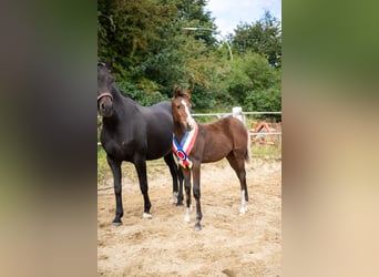 Kleines Deutsches Reitpferd, Stute, 1 Jahr, 155 cm, Dunkelbrauner