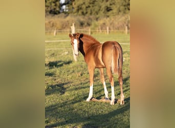 Kleines Deutsches Reitpferd, Stute, 1 Jahr, Fuchs