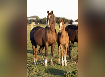 Kleines Deutsches Reitpferd, Stute, 1 Jahr, Fuchs