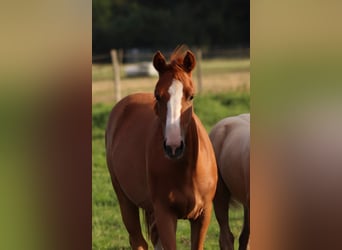 Kleines Deutsches Reitpferd, Stute, 1 Jahr, Fuchs