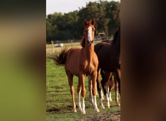 Kleines Deutsches Reitpferd, Stute, 1 Jahr, Fuchs