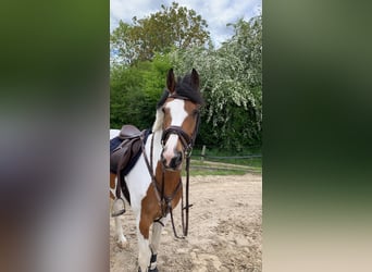 Kleines Deutsches Reitpferd, Stute, 20 Jahre, 155 cm, Schecke