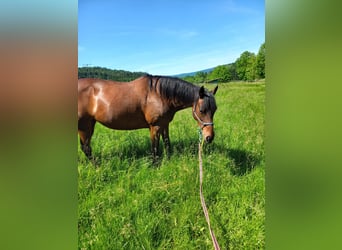 Kleines Deutsches Reitpferd, Stute, 25 Jahre, 153 cm, Brauner