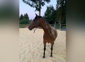 Kleines Deutsches Reitpferd, Stute, 25 Jahre, 153 cm, Brauner