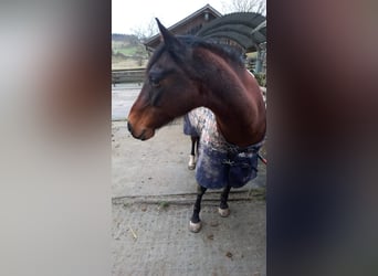 Kleines Deutsches Reitpferd, Stute, 25 Jahre, 153 cm, Brauner