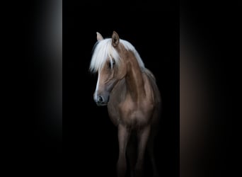 Kleines Deutsches Reitpferd, Stute, 2 Jahre, 155 cm, Palomino