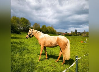 Kleines Deutsches Reitpferd, Stute, 2 Jahre, 160 cm, Palomino