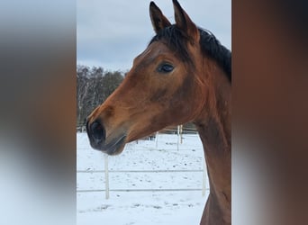Kleines Deutsches Reitpferd, Stute, 2 Jahre, Brauner