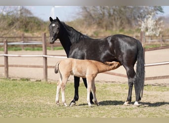 Kleines Deutsches Reitpferd, Stute, 3 Jahre, 154 cm, Palomino