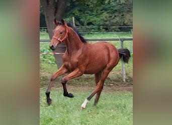 Kleines Deutsches Reitpferd, Stute, 3 Jahre, 156 cm, Brauner