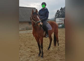 Kleines Deutsches Reitpferd, Stute, 3 Jahre, 156 cm, Brauner