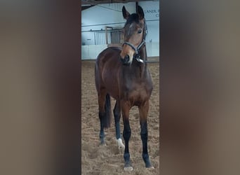 Kleines Deutsches Reitpferd, Stute, 3 Jahre, 158 cm, Brauner