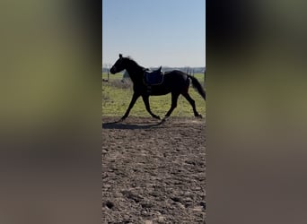 Kleines Deutsches Reitpferd, Stute, 3 Jahre, 162 cm, Dunkelbrauner