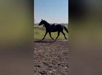 Kleines Deutsches Reitpferd, Stute, 3 Jahre, 162 cm, Dunkelbrauner