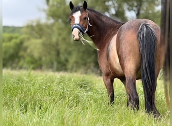 Kleines Deutsches Reitpferd, Stute, 4 Jahre, 133 cm, Brauner