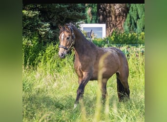 Kleines Deutsches Reitpferd, Stute, 4 Jahre, 146 cm, Buckskin