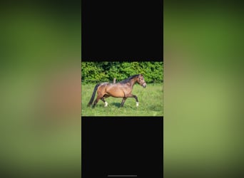 Kleines Deutsches Reitpferd, Stute, 4 Jahre, 146 cm, Buckskin