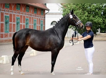 Kleines Deutsches Reitpferd, Stute, 4 Jahre, 152 cm, Brauner