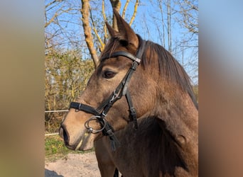 Kleines Deutsches Reitpferd, Stute, 4 Jahre, 154 cm, Buckskin