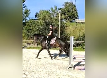 Kleines Deutsches Reitpferd, Stute, 4 Jahre, 155 cm, Dunkelbrauner