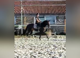 Kleines Deutsches Reitpferd, Stute, 4 Jahre, 155 cm, Dunkelbrauner