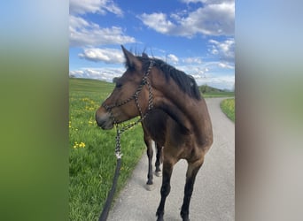 Kleines Deutsches Reitpferd, Stute, 5 Jahre, 145 cm, Brauner