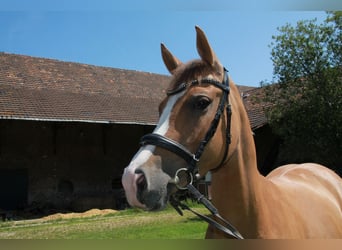Kleines Deutsches Reitpferd, Stute, 5 Jahre, 157 cm, Fuchs
