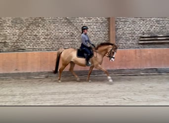 Kleines Deutsches Reitpferd, Stute, 5 Jahre, 157 cm, Fuchs