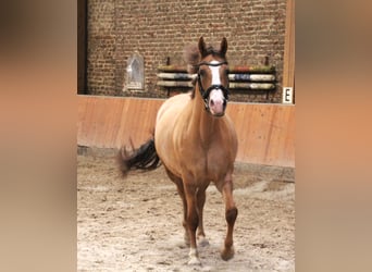 Kleines Deutsches Reitpferd, Stute, 5 Jahre, 157 cm, Fuchs