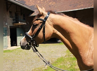 Kleines Deutsches Reitpferd, Stute, 5 Jahre, 157 cm, Fuchs