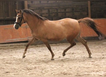 Kleines Deutsches Reitpferd, Stute, 5 Jahre, 157 cm, Fuchs