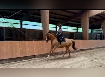 Kleines Deutsches Reitpferd, Stute, 5 Jahre, 157 cm, Fuchs